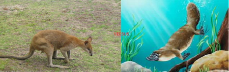 Debate Thread #1:  Platapus vs. Wallaby